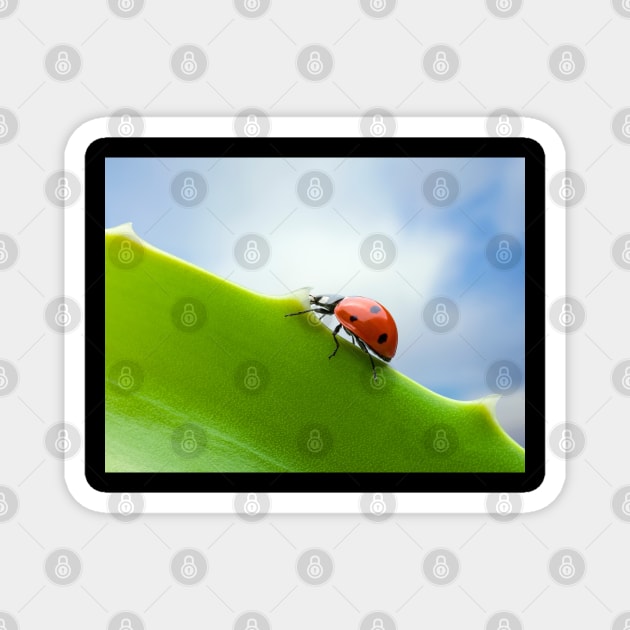 Wall Art - Ladybird, Ladybug Ascent - Photo print, canvas, artboard print Canvas Print Magnet by DigillusionStudio