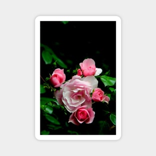 Rose Group, Garden Pink Flowers Macro Photo Magnet