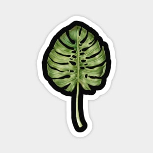 Monstera leaf illustration Magnet