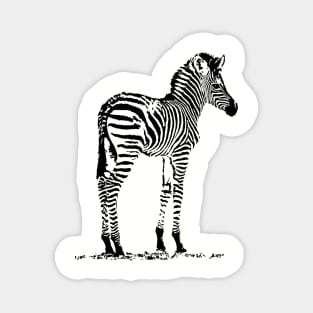 Charming Zebra Foal | African Wildlife Magnet