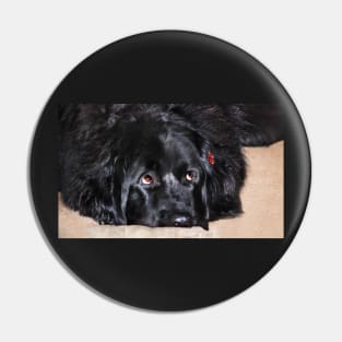 Abby (Newfoundland Dog) Pin