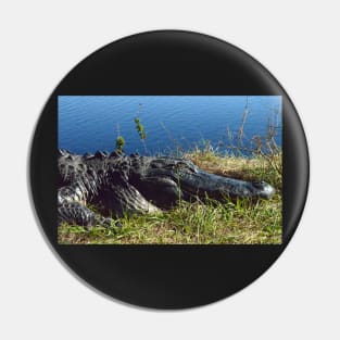Up close and personal with an Alligator Pin