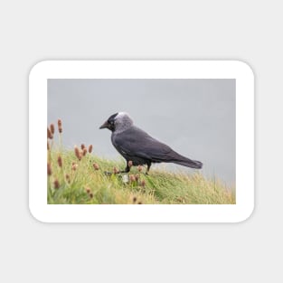 Jackdaw on cliff edge Magnet