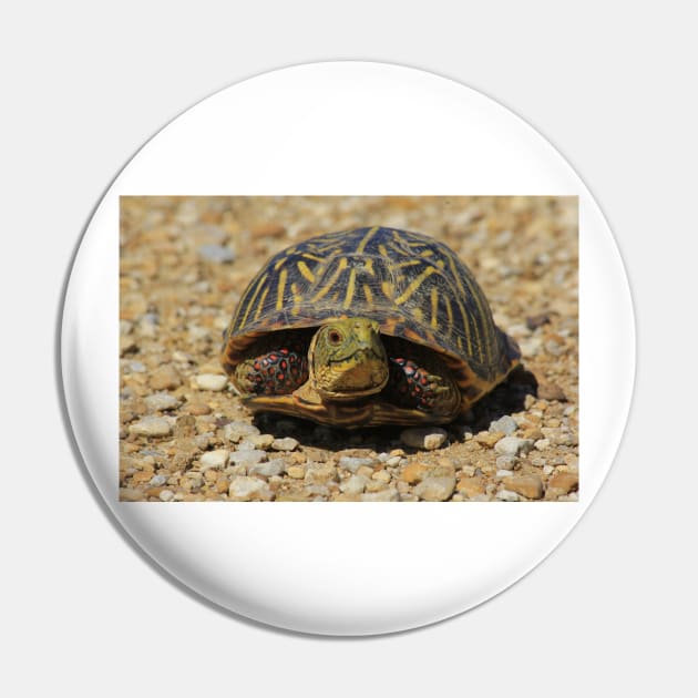 A Kansas Box Shell Male Turtle close up Pin by ROBERTDBROZEK