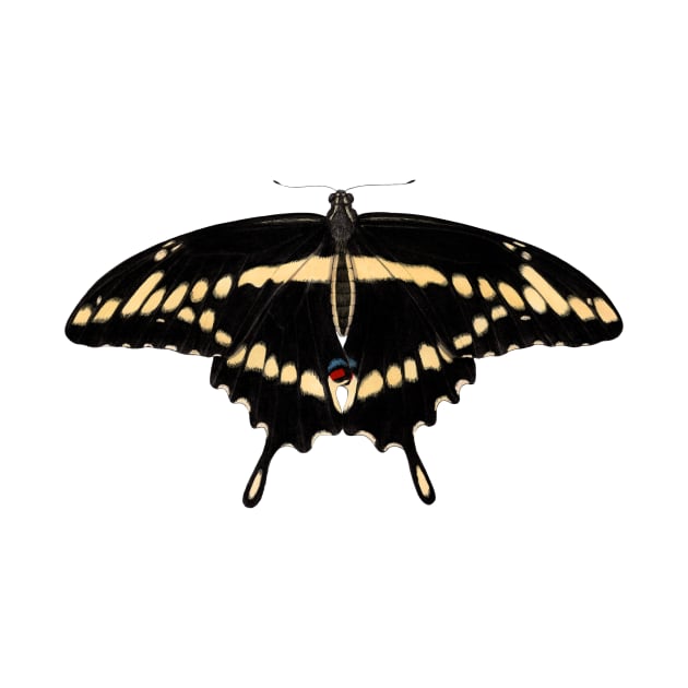 Eastern Giant Swallowtail by JadaFitch