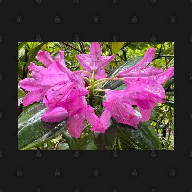 Summer Pink Rhododendron Riot in the Rain by Photomersion