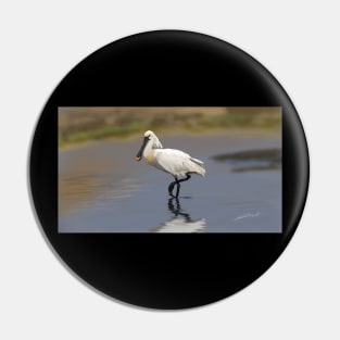 Eurasian spoonbill or common spoonbill (Platalea leucorodia) Pin