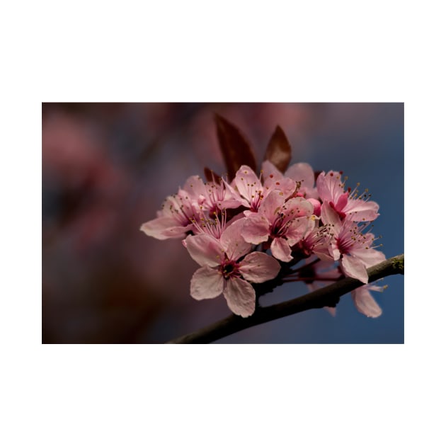 Cherry Blossom in springtime by Violaman