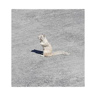 Ground squirrel, Silverwood Lake, San Bernardino Mountains, California. T-Shirt