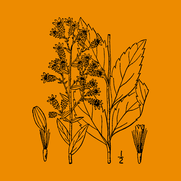 Botanical Scientific Illustration Black and White by pahleeloola
