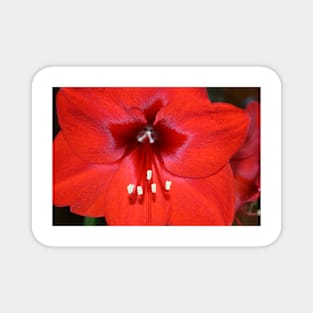 Is this the Way to Amaryllis? Magnet