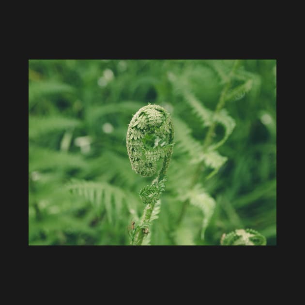 Fern by hextrovert