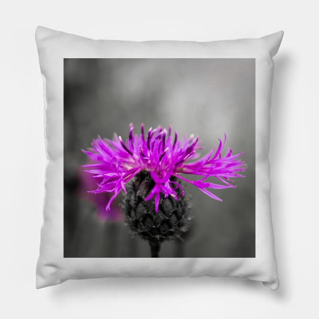 Purple flower over black and white Pillow by lena-maximova