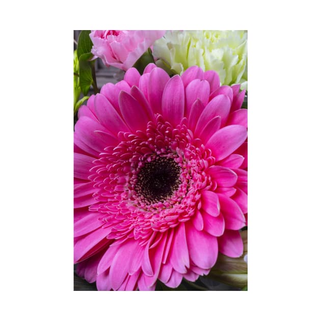 Pink  lovely Close Up Gerbera Daisy by photogarry