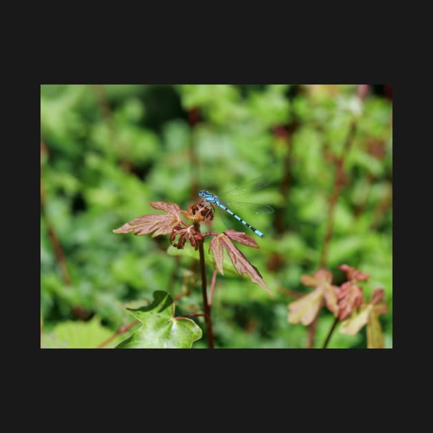 Common Blue Damselfly by fantastic-designs