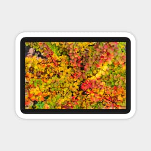 Red and yellow barberry leaves in autumn Magnet