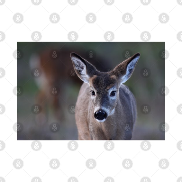 Pretty doe - White-tailed Deer by Jim Cumming