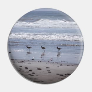 California Beach Birds Chilling on the Sunny Beach Photo V2 Pin