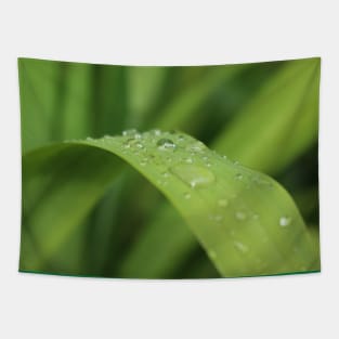 Grass leaf with focus on one rain drop Tapestry