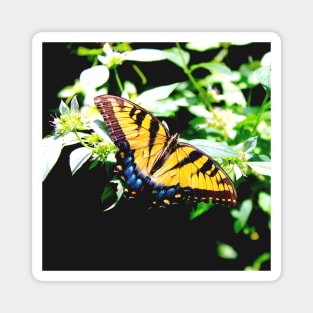 Eastern Tiger Swallowtail Magnet