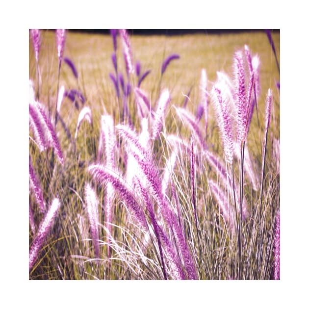 Fountain Grass in purple by PedaDesign