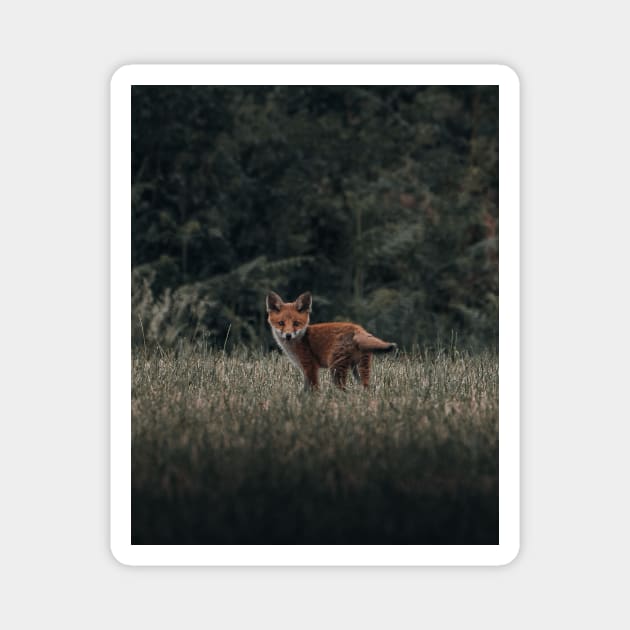 Red fox Magnet by withluke