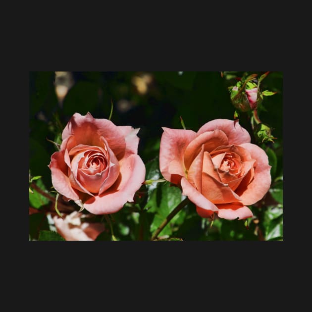 Peach patio roses by avrilharris