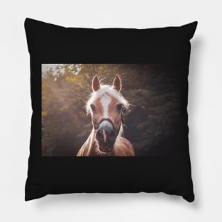 Haflinger in the sunlight Pillow