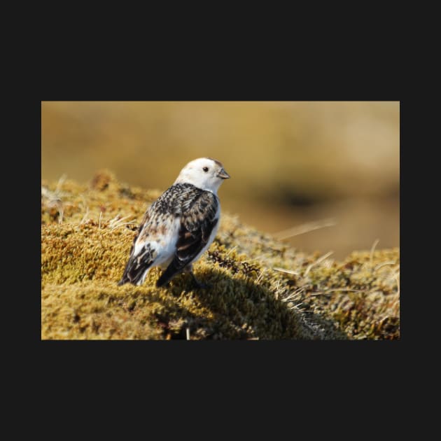 Snow bunting by orcadia