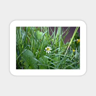 Lake Irene Alpine Floral Study 5 Magnet