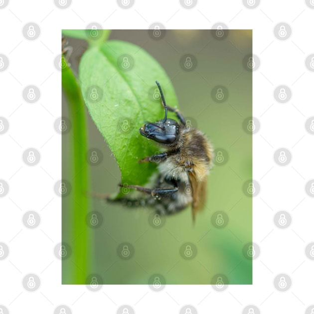 Bee on a leaf by mbangert