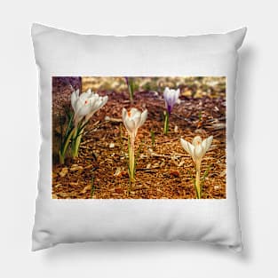 Spring Crocus 3 Pillow