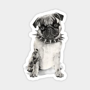 Heavy Metal Pug Magnet