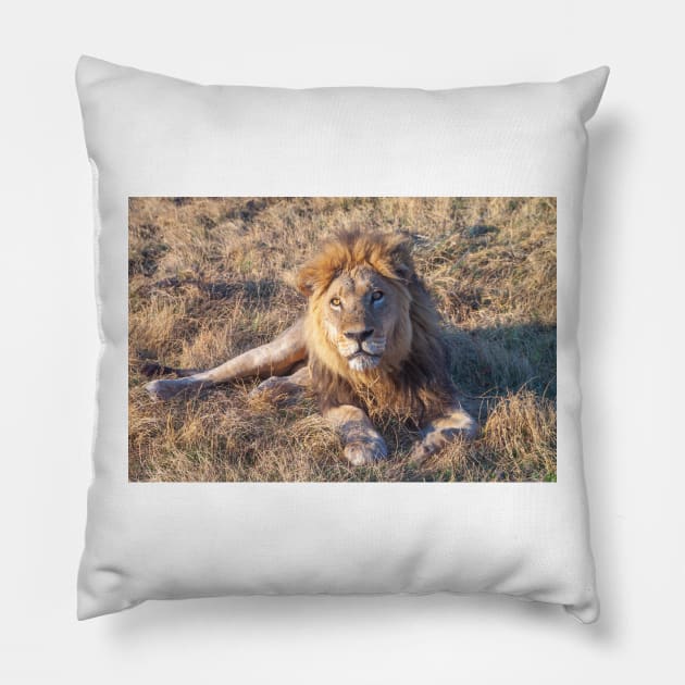 Lion laying down in the morning sun Pillow by SafariByMarisa