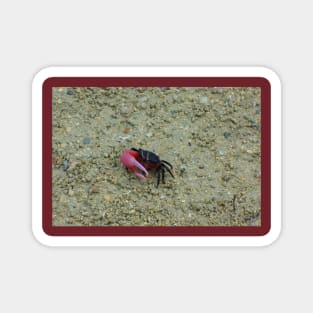 Cute Fiddler Crab Magnet