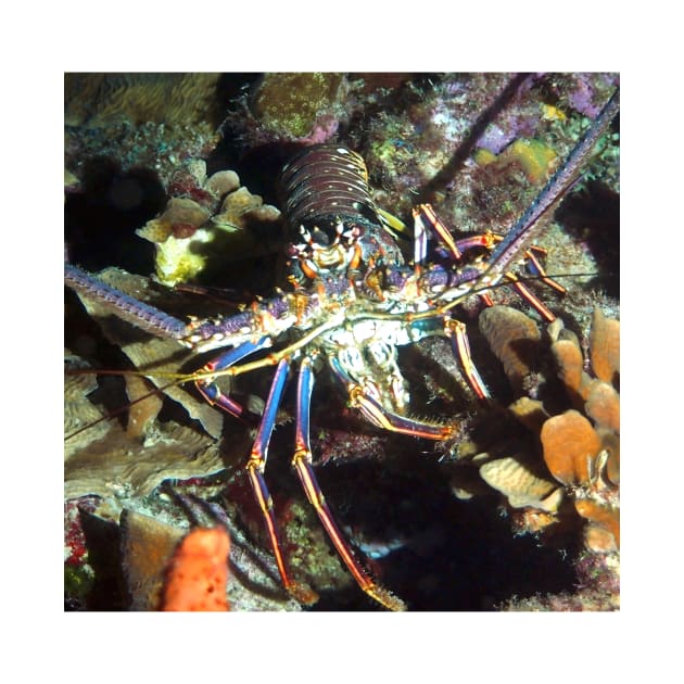 Caribbean Reef Lobster by Scubagirlamy