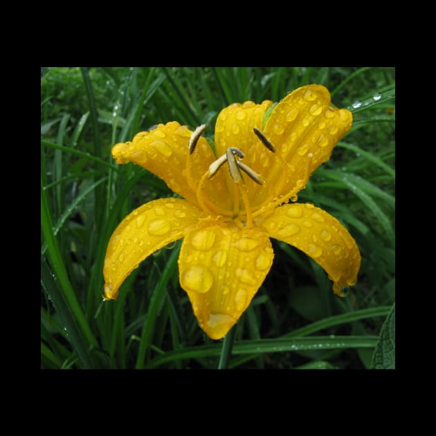 Wild lily after rain by Zimart