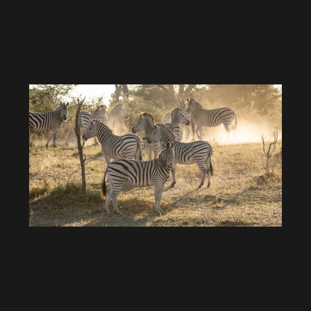 Zebras in the dust, Caprivi, Namibia by AndrewGoodall