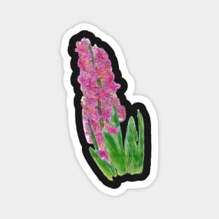 Pink, Purple Hyacinth Botanical Drawing Magnet