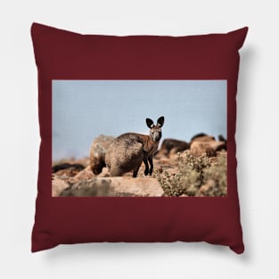 Western Grey Kangaroo Pillow