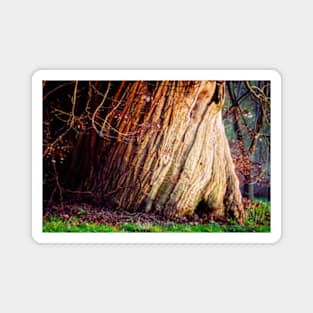 Twisted Trunk of a Sweet Chestnut Tree Magnet