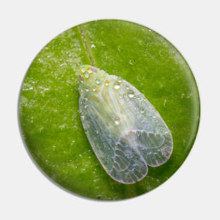 Unique and organic photo of a dew-covered planthopper Pin