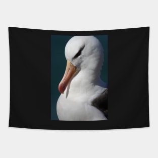 Black-browed Albatross - Saunders Island, the Falklands Tapestry