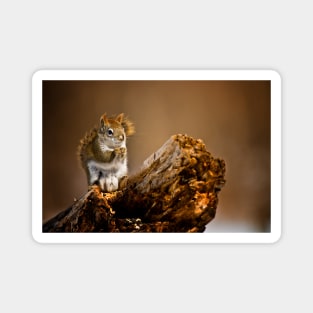 Red Squirrel Magnet