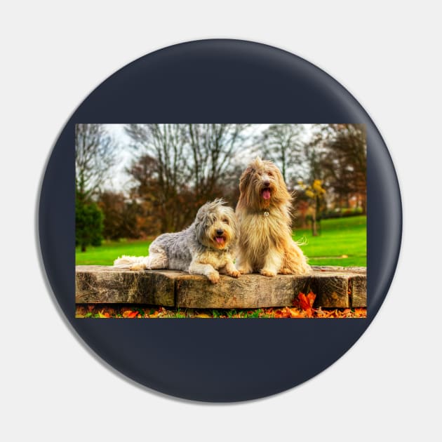 Bearded Collies Posing In The Wind Pin by tommysphotos