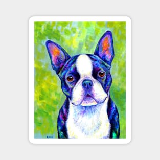 Effervescent Colorful Boston Terrier Dog Magnet