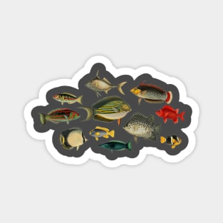 So Many Fish Blue #2 - Marine Biology Vintage Print Magnet