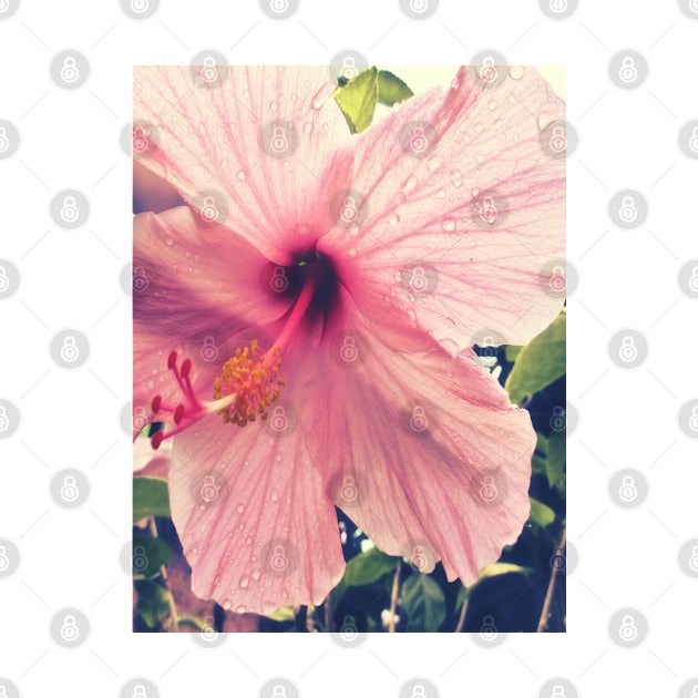 Hibiscus in the Rain by RoxanneG