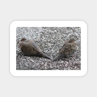 Doves having a Temporary falling Out Magnet