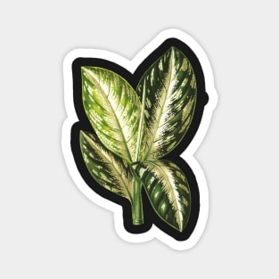 Dieffenbachia Wallisi - Lemaire Magnet